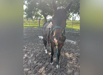 Pintos, Mare, 2 years, 14,1 hh, Black
