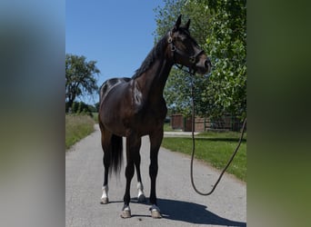 Pintos, Mare, 2 years, 14,1 hh, Black