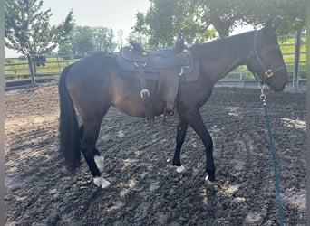 Pintos, Mare, 2 years, 14,1 hh, Black