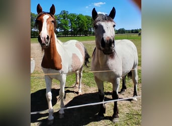 Pintos, Mare, 2 years, 14,2 hh, Pinto