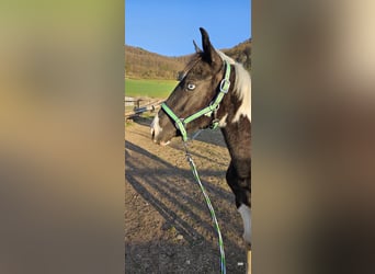 Pintos Mix, Mare, 2 years, 15.1 hh, Pinto