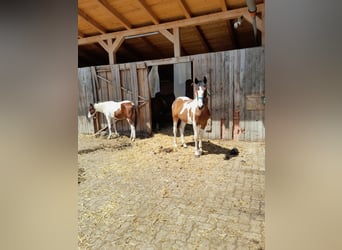 Pintos Mix, Mare, 2 years, 15,2 hh, Pinto