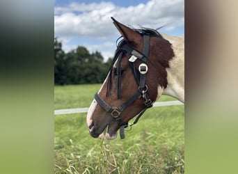 Pintos, Mare, 2 years, 15,2 hh, Pinto