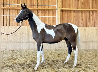 Pintos, Stute, 2 Jahre, 16 hh, Schecke