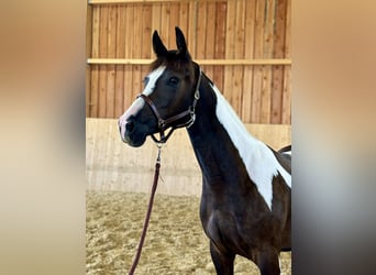 Pintos, Stute, 2 Jahre, 16 hh, Schecke