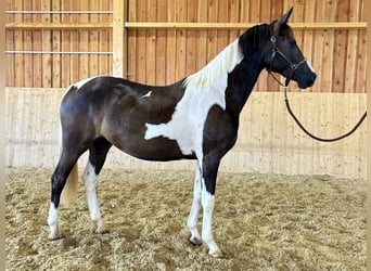 Pintos, Stute, 2 Jahre, 16 hh, Schecke