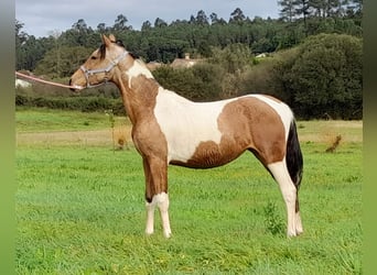 Pintos Mix, Mare, 2 years, Pinto