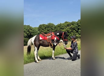 Pintos, Mare, 3 years, 13,1 hh, Pinto