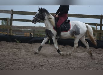 Pintos, Mare, 3 years, 14.2 hh, Pinto