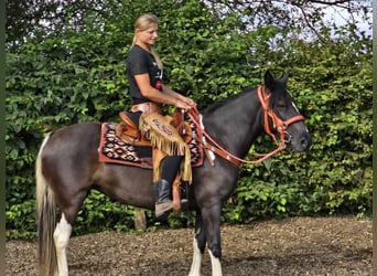 Pintos, Stute, 3 Jahre, 14,2 hh, Schecke