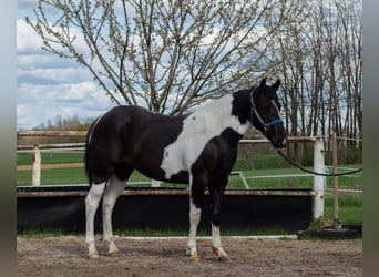 Pintos Mix, Mare, 3 years, 14.2 hh, Pinto