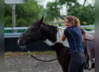 Pintos Mix, Mare, 3 years, 14.2 hh, Pinto