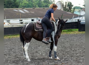 Pintos Mix, Mare, 3 years, 14.2 hh, Pinto