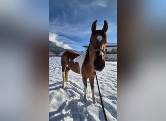 Pintos Mix, Mare, 3 years, 14,1 hh, Pinto