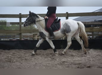 Pintos, Mare, 3 years, 14,2 hh, Pinto