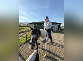 Pintos, Mare, 3 years, 14,2 hh, Pinto