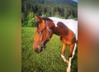 Pintos, Mare, 3 years, 15.1 hh, Overo-all-colors