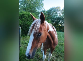 Pintos, Mare, 3 years, 15.1 hh, Tobiano-all-colors