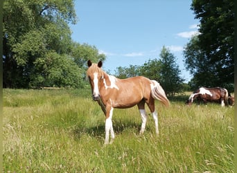 Pintos, Mare, 3 years, 15.1 hh, Tobiano-all-colors
