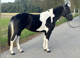 Pintos Mix, Mare, 3 years, 15 hh, Pinto