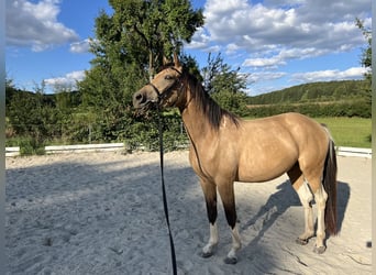 Pintos, Mare, 3 years, 15,2 hh