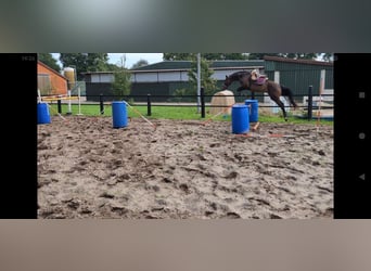 Pintos, Mare, 3 years, 16 hh, Bay-Dark