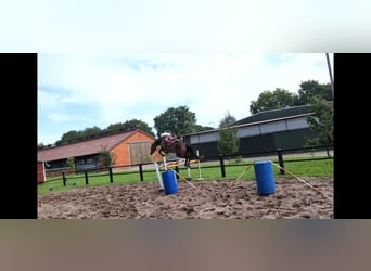 Pintos, Mare, 3 years, 16 hh, Bay-Dark