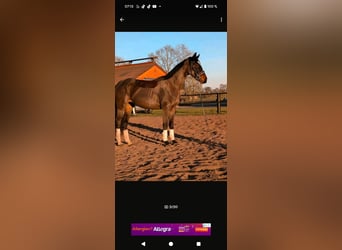 Pintos, Mare, 3 years, 16 hh, Bay-Dark