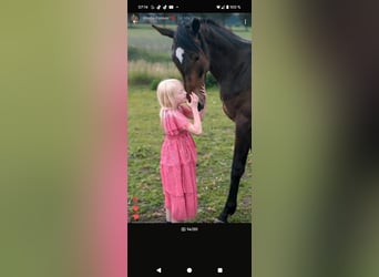 Pintos, Mare, 3 years, 16 hh, Bay-Dark