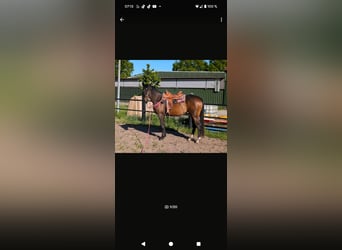 Pintos, Mare, 3 years, 16 hh, Bay-Dark