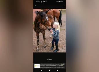 Pintos, Mare, 3 years, 16 hh, Bay-Dark