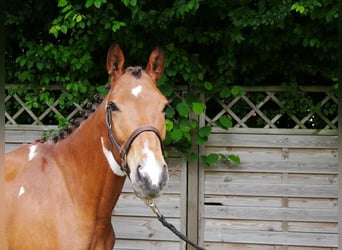 Pintos Mix, Mare, 4 years, 13.2 hh