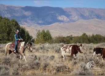 Pintos, Mare, 4 years, 13,3 hh, Buckskin