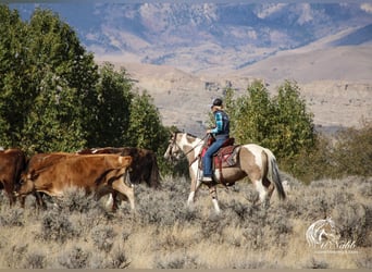 Pintos, Mare, 4 years, 13,3 hh, Buckskin