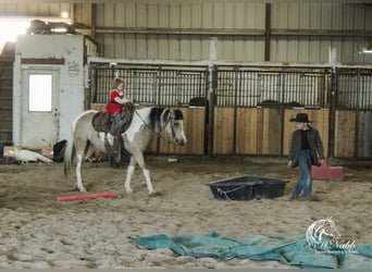 Pintos, Mare, 4 years, 13,3 hh, Buckskin