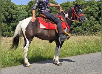 Pintos, Mare, 4 years, 13,1 hh