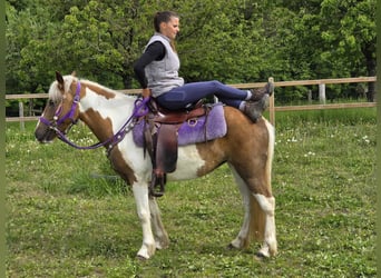 Pintos, Mare, 4 years, 13,1 hh, Pinto