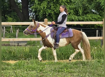 Pintos, Mare, 4 years, 13,1 hh, Pinto