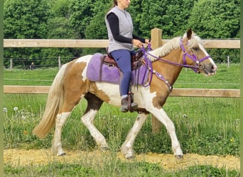 Pintos, Mare, 4 years, 13,1 hh, Pinto
