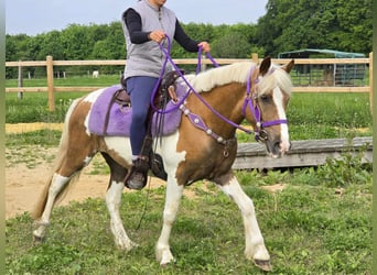 Pintos, Mare, 4 years, 13,1 hh, Pinto