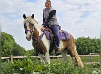 Pintos, Mare, 4 years, 13,1 hh, Pinto