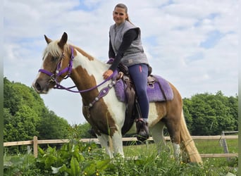 Pintos, Mare, 4 years, 13,1 hh, Pinto