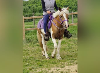 Pintos, Mare, 4 years, 13,1 hh, Pinto