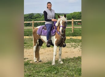 Pintos, Mare, 4 years, 13,1 hh, Pinto