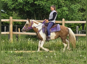 Pintos, Mare, 4 years, 13,1 hh, Pinto