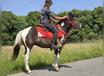 Pintos, Mare, 4 years, 13,1 hh, Pinto