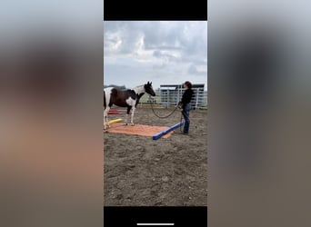 Pintos, Mare, 4 years, 14.2 hh, Pinto