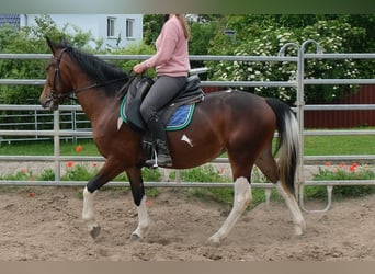Pintos, Mare, 4 years, 14.3 hh, Pinto