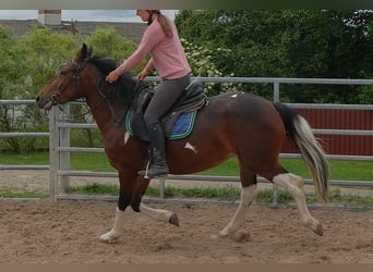 Pintos, Mare, 4 years, 14.3 hh, Pinto