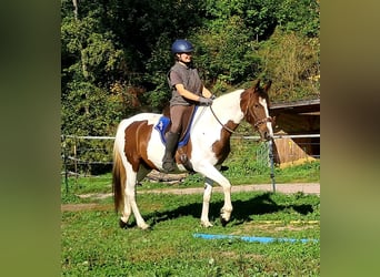 Pintos, Mare, 4 years, 15.1 hh, Pinto